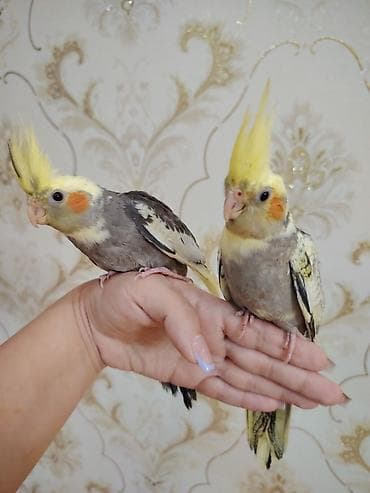 Korela balalari satilir ele öyrəşdirilmiş balalardi 1 ayliqdilar — 4