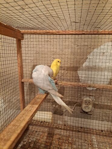 tutuqusu cex: Tutuquşu çex balalar. Ümumi 6 ədəd baladi. Topdan satışda 1 ədədin — 2