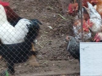 Inəklər, öküzlər: 9aylıq xoruzlar satılır — 6