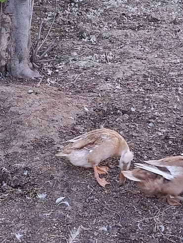 www.toyuq ve cuce yem qablari: Əlaqə üçün vatsapa yazın lal yerli Pekin ördəklər. Erkəkli dişili 210 — 10
