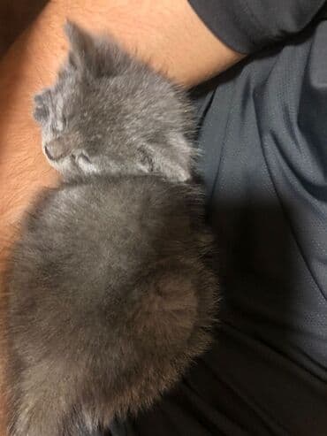 pişiklər bala: Britan, Erkək, Yaxşı əllərə, Ünvandan götürmə — 5