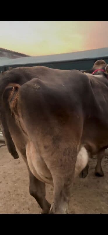 xaçmazda inəklər: Simental tipli inək və buzov dəsti - Cins/Tip: Simental (qəhvəyi — 5