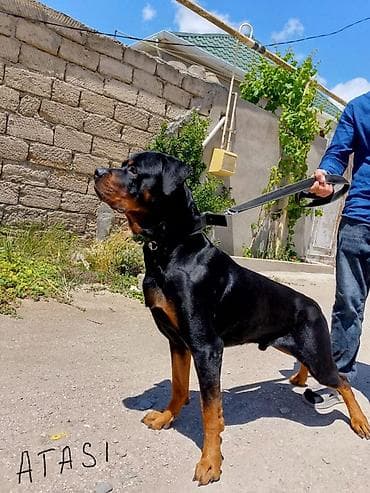 Pişiklər: Rotveyler, Peyvəndli — 4