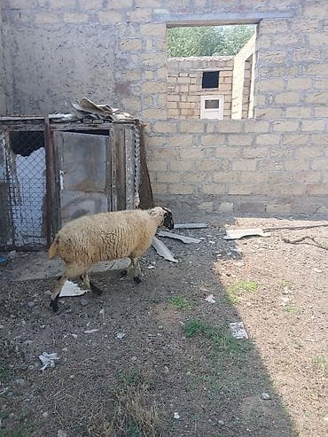 qoyun: Boğaz yelin açmış qoyun satıLır — 1