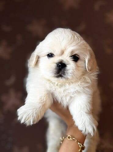 Pekines, 2 ay, Erkek