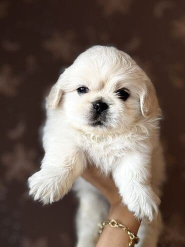 pekines balaları: Pekines, 2 ay, Erkek — 1