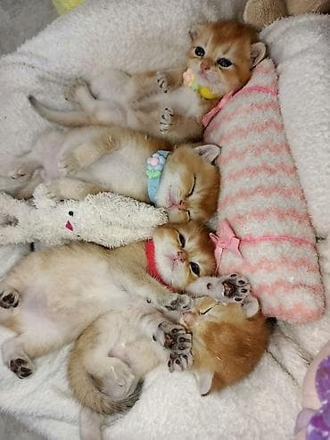 chinchilla: Qızıl şinşilla, Erkək, Dişi, Yaxşı əllərə, Ünvandan götürmə, Ödənişli çatdırılma, Rayonlara çatdırılma — 6