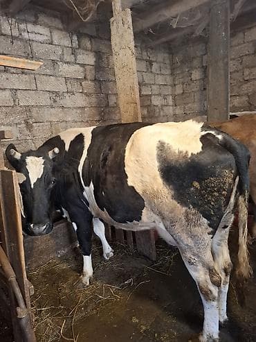 i̇nek: Dişi, il: 4, 550 kq, Südlük, Ətlik — 3