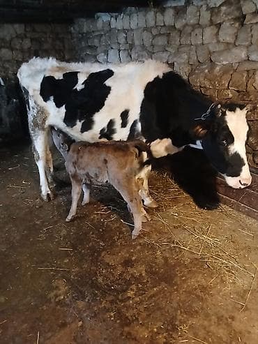Inəklər, öküzlər: Dişi, il: 4, 300 kq, Südlük, Ünvandan götürmə — 1