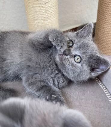 pişik şəkili: Şotland, Dişi, Erkək, Ünvandan götürmə — 6