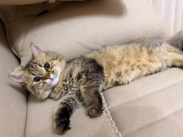 шиншилла кот: Шиншилла, Самка, В добрые руки, Самовывоз — 2
