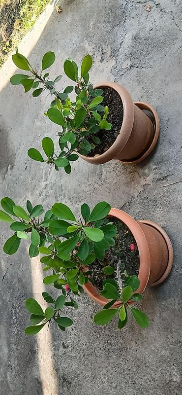 bitki satışı: Bitkilər: Euphorbia milii (Tikanlı tac, “Crown of Thorns”) – hazir — 4