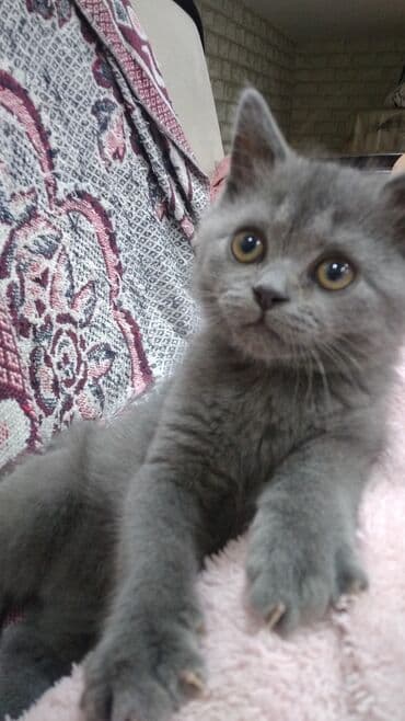 Şotland, Erkək, Yaxşı əllərə, Ödənişli çatdırılma