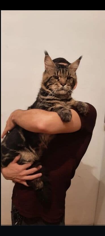 мейн кун купить в баку: Meyn-kun, Yaxşı əllərə — 1