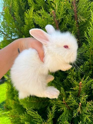 dovşan adları: Salam əziz dostlar, bizdə hər növ dovşan var. Bunlar dovşanların öz — 4