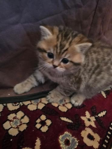 gold pisik: Şinşilla, Erkək — 8