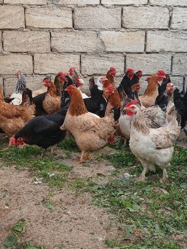 kəkilli toyuq: Toyuq, Damazlıq, Ödənişli çatdırılma — 4