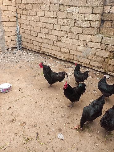 toyuq yemi: Məhsul: Qara rəngli ev toyuqları (qarışıq sürü) Təsvir: - Şəklin — 2