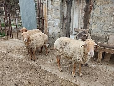 Akvariumlar: Dişi, il: 2 — 7