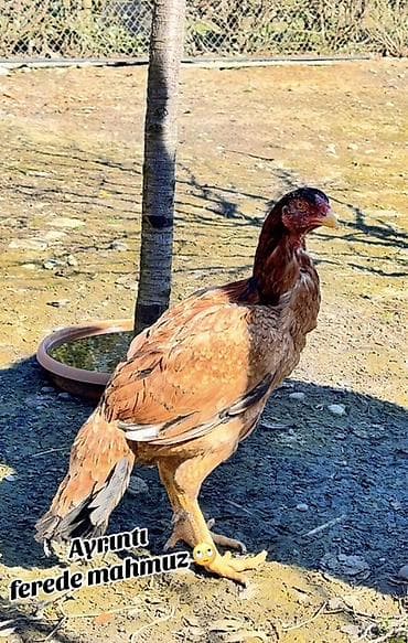 K/t heyvanları və malları: Ayrıntı “ferede mahmuz” olan döyüş tipli fere 3 ilin anacıdır - — 1