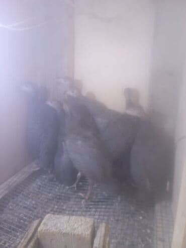 2aylıqdılar.krasnadar ördəklə xoruz lazımdı əsas qiymətləşib dəyişərəm lalafo.az -da 2aylıqdılar.krasnadar ördəklə xoruz lazımdı əsas qiymətləşib dəyişərəm