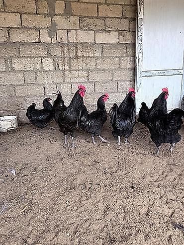 Собаки: Курица, Australop, Для разведения — 2