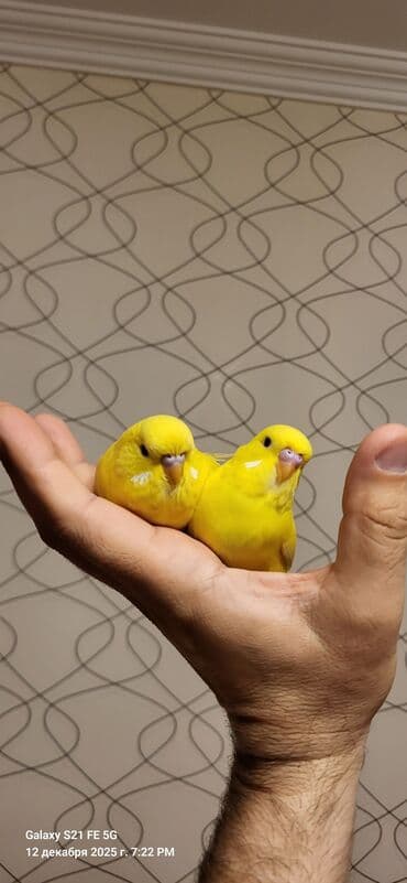 bengal pişiyi qiymeti: Tam sarıdırlar, bir ay yarımlıqdırlar. Ələ öyrəşdirmişəm. Ataları — 6