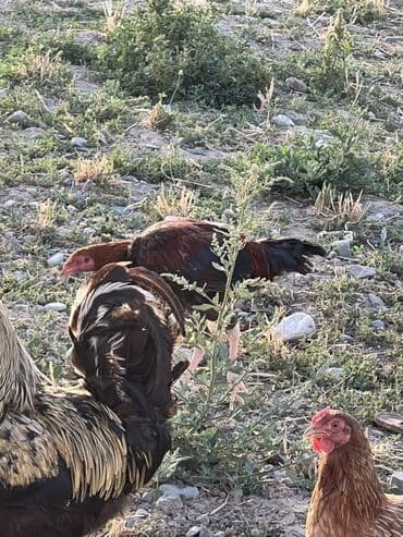 cücə və xoruz: Toyuq, Australorp, Brama, Damazlıq, Ünvandan götürmə — 10