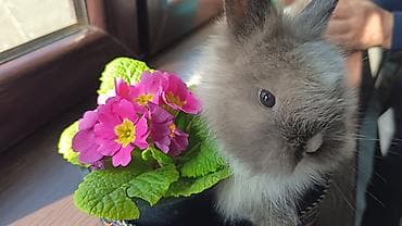 ana ari satisi: Mavi gozli holland lop — 3