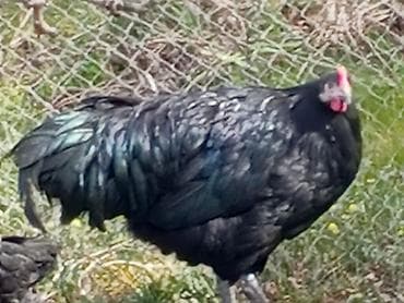 toy budel: Toyuq, Australorp, Yumurtalıq — 5