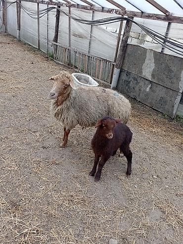 Dişi, Qala, il: 1, 50 kq, Damazlıq, Ünvandan götürmə