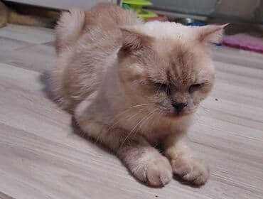 pişik blender: Şotland yastı qulaq, Dişi, Yaxşı əllərə, Ünvandan götürmə — 4