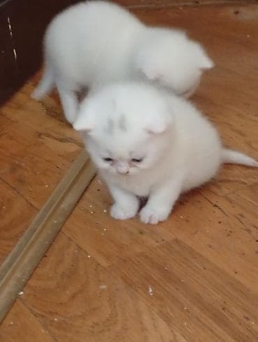 pişiy: Erkək, Dişi, Yaxşı əllərə — 4