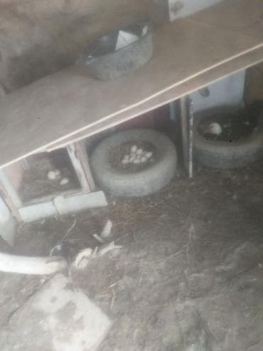 Lal ordek yumurtasi var teze mayalanmis Ev quşları üçün yuva sistemi –