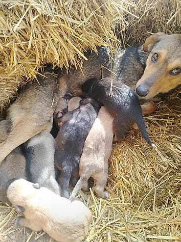 heyvan sahiblendirme: Ünvandan götürmə — 3