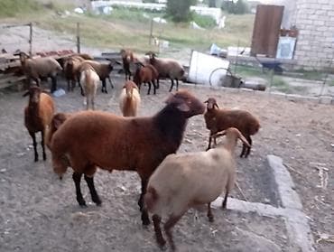 mal bazari: Erkək, il: 1, Ətlik, Ünvandan götürmə — 2