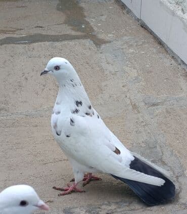 qirmizi bas goyercin: İkisi 12 quyruq. Qalanlari 16-17-18 quyruqlardi Əksəriyyəti tutulmadı — 2