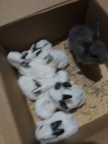 Digər heyvanlar: Dovşan yemi 1kq 2azn Bala Dovşanlar 5-azn Tək tək satışı 10 azn — 6