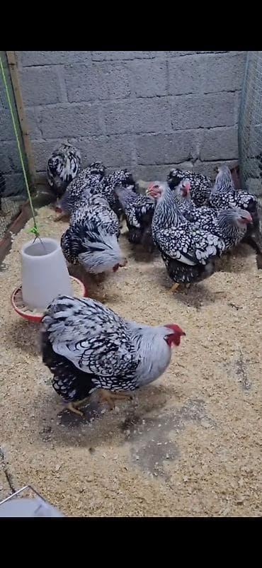 quşlar: Toyuq, Damazlıq — 3