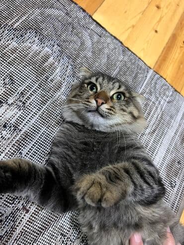 heyvanlara verilen adlar: Tabbi, Erkək — 2