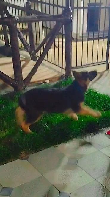 coban iti balası: Alman çoban iti — 6