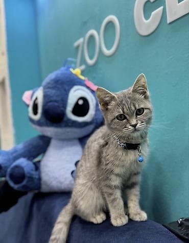 scottish fold satilir: Britan — 1