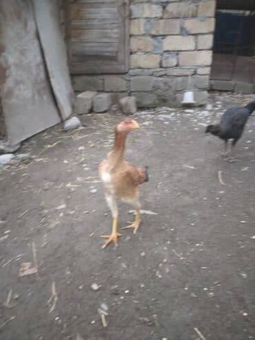 Коровы, быки: Куриные цыплята, Для мяса — 2