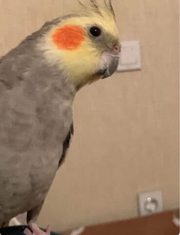 Erkek 1 yas, danisir (askim, babacik) Qefesle birlikde 80 m unvan