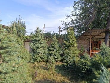 ağaç: Qiyməti 1 meteresi 80 AZN çox götüren olsa qiymət dəyişəcək qiyməti 2 — 4