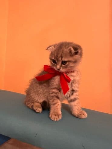 pişik cütleşdirme: Şotland yastı qulaq, Dişi — 2