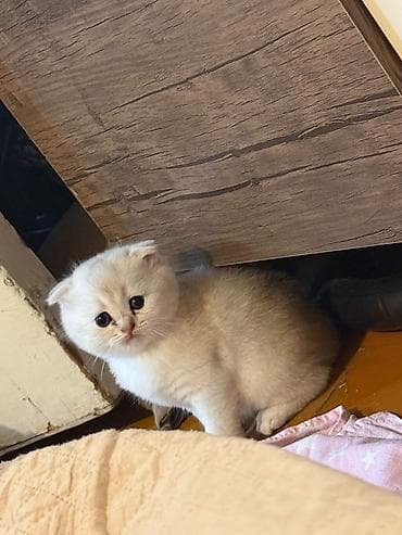 Şotland yastı qulaq