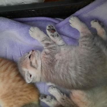 britan pişiyi: Şotland yastı qulaq, Dişi, Yaxşı əllərə, Ünvandan götürmə — 8