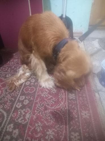 golden retriever qiymet: Dişi, Cütləşmə üçün, Ünvandan götürmə — 2