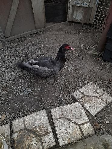 ördeyler: Musk ördəkləri (indoutka) – 1 cüt.Fərə yuva düzəldir yumurtlayacaq — 3